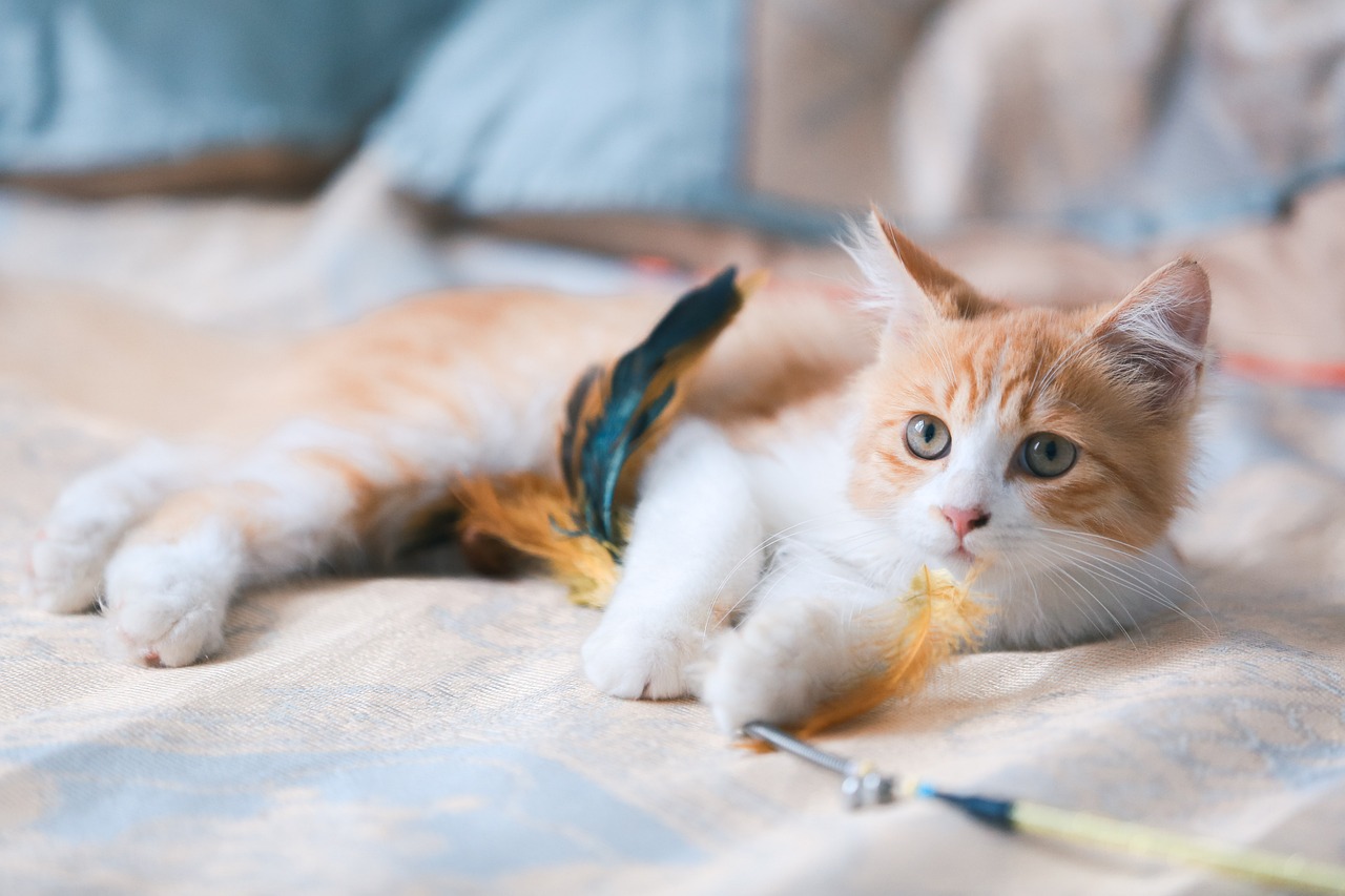 How to Train Your Cat to Use a Scratching Post